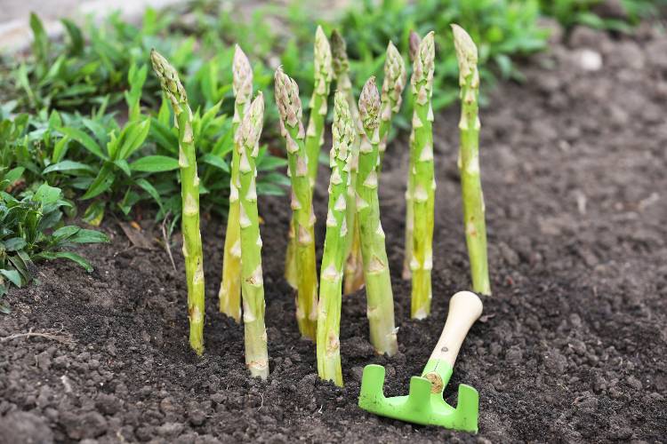 Adubação Orgânica para Aspargos: Os Melhores Fertilizantes e Como Aplicar