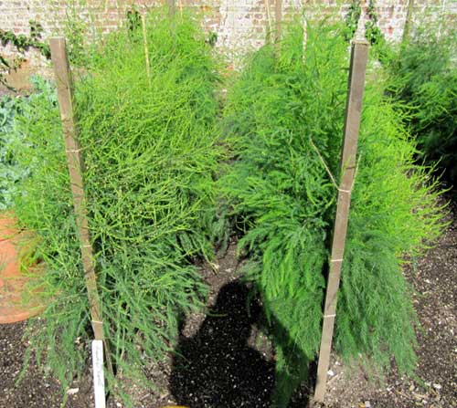 Receitas com Aspargos Frescos: Da Horta para a Mesa