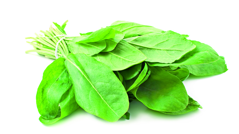 como plantar azedinha