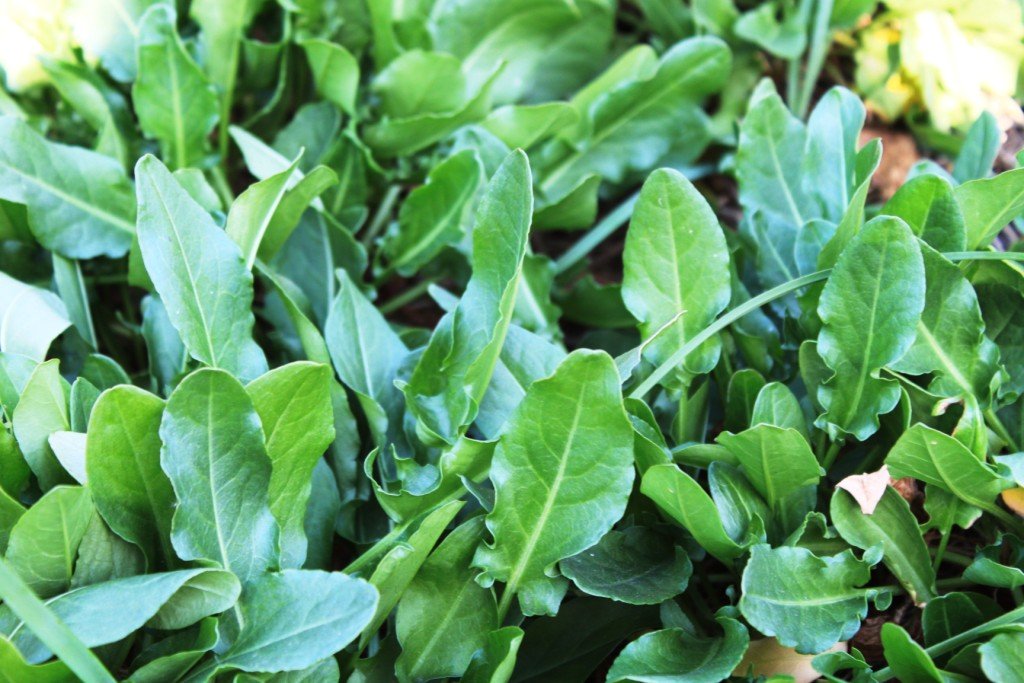 Receitas Criativas e Deliciosas com Azedinha