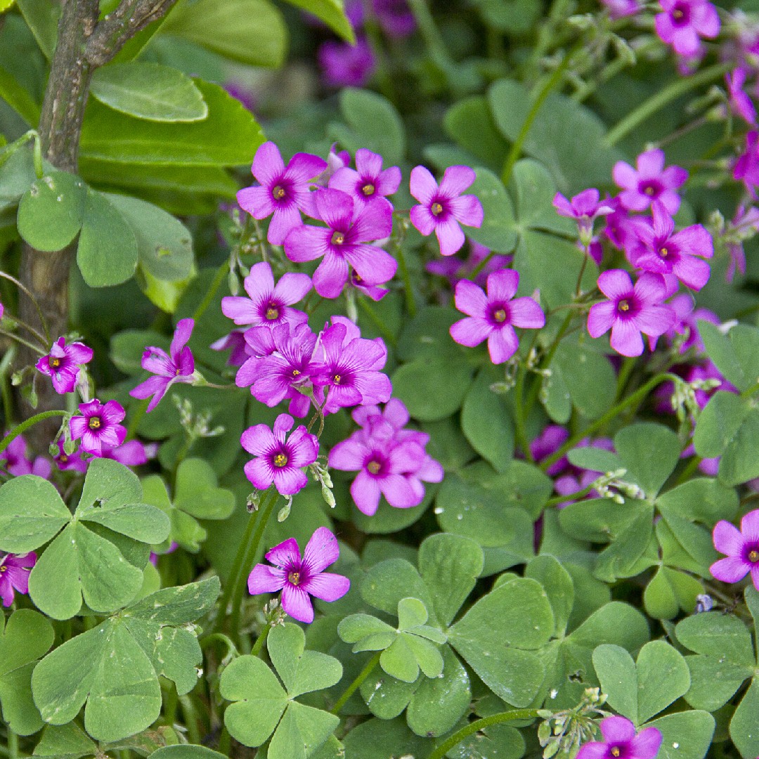 como plantar azedinha roxa