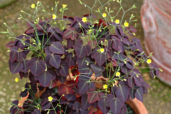 Guia completo de adubação para Oxalis triangularis