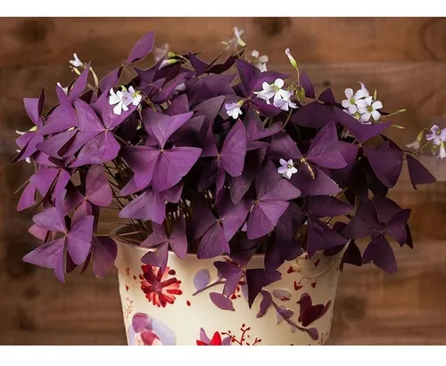 O ciclo de dormência da Oxalis triangularis: o que fazer no inverno