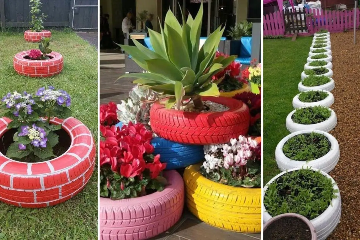 como plantar batata em pneu