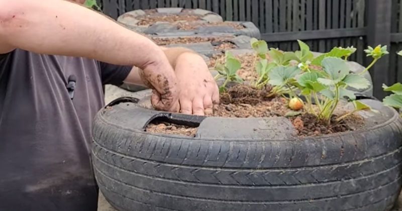 3. 'Segurança Alimentar: Os Riscos Ocultos do Cultivo em Pneus Usados'