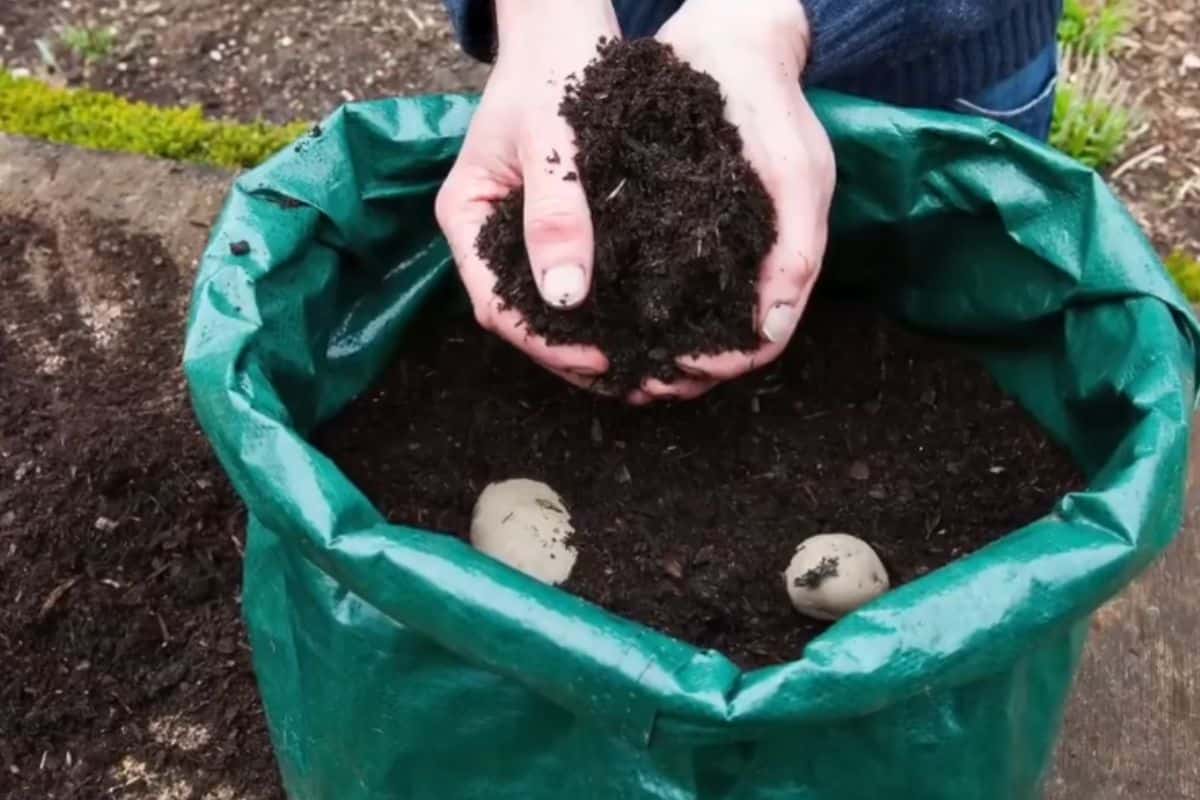 como plantar batata inglesa em saco