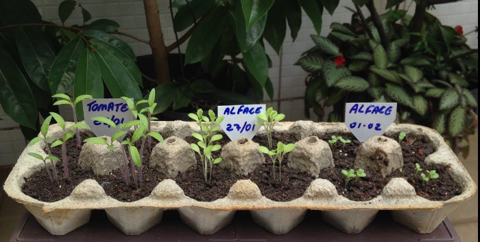 como plantar berinjela