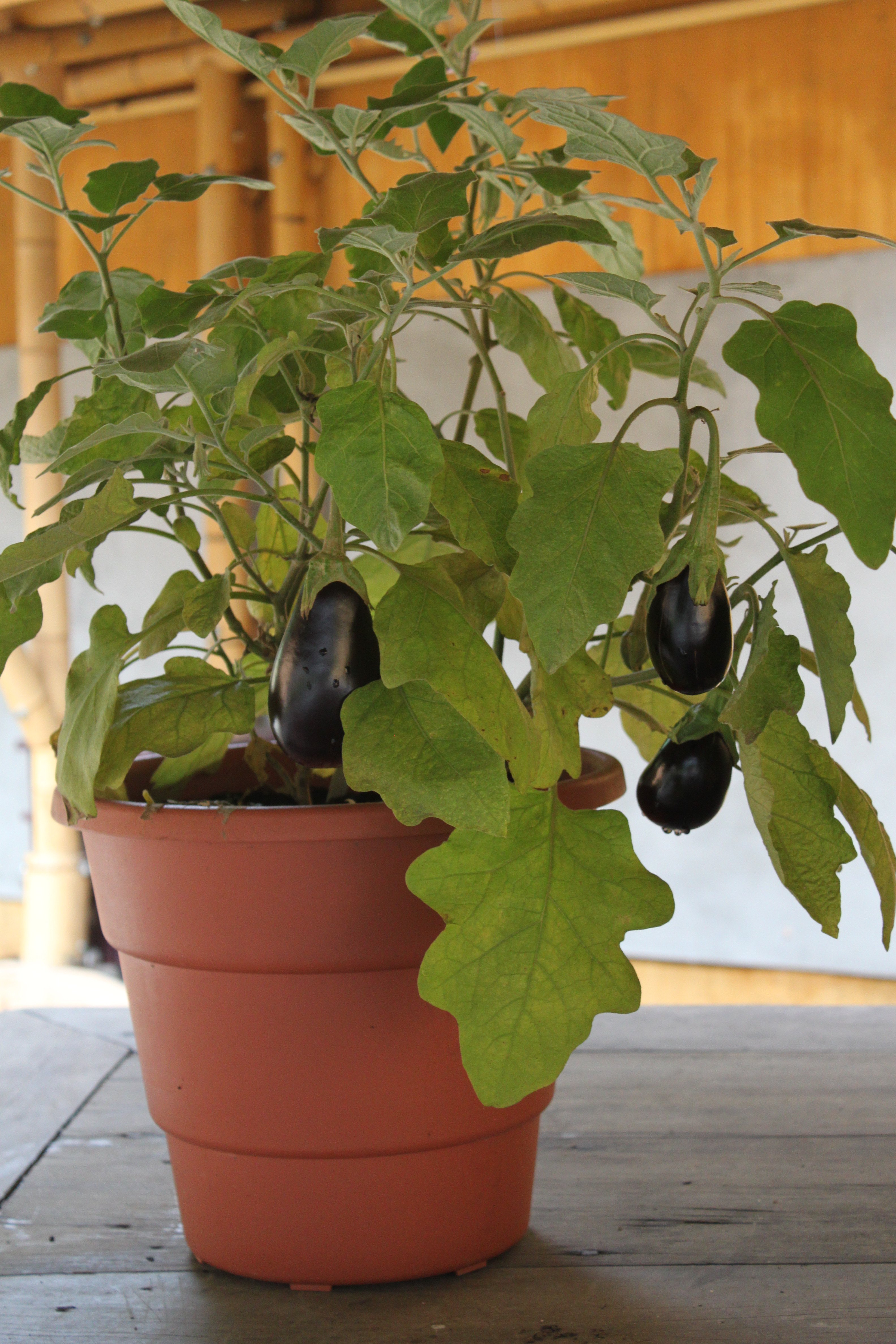 Guia Completo: Como Escolher o Vaso Ideal para Plantar Berinjela