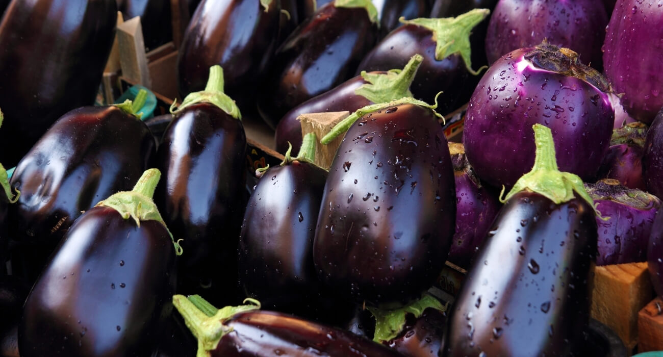 Problemas Comuns no Cultivo de Berinjela e Como Resolvê-los