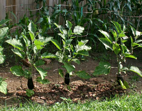 como plantar berinjela japonesa