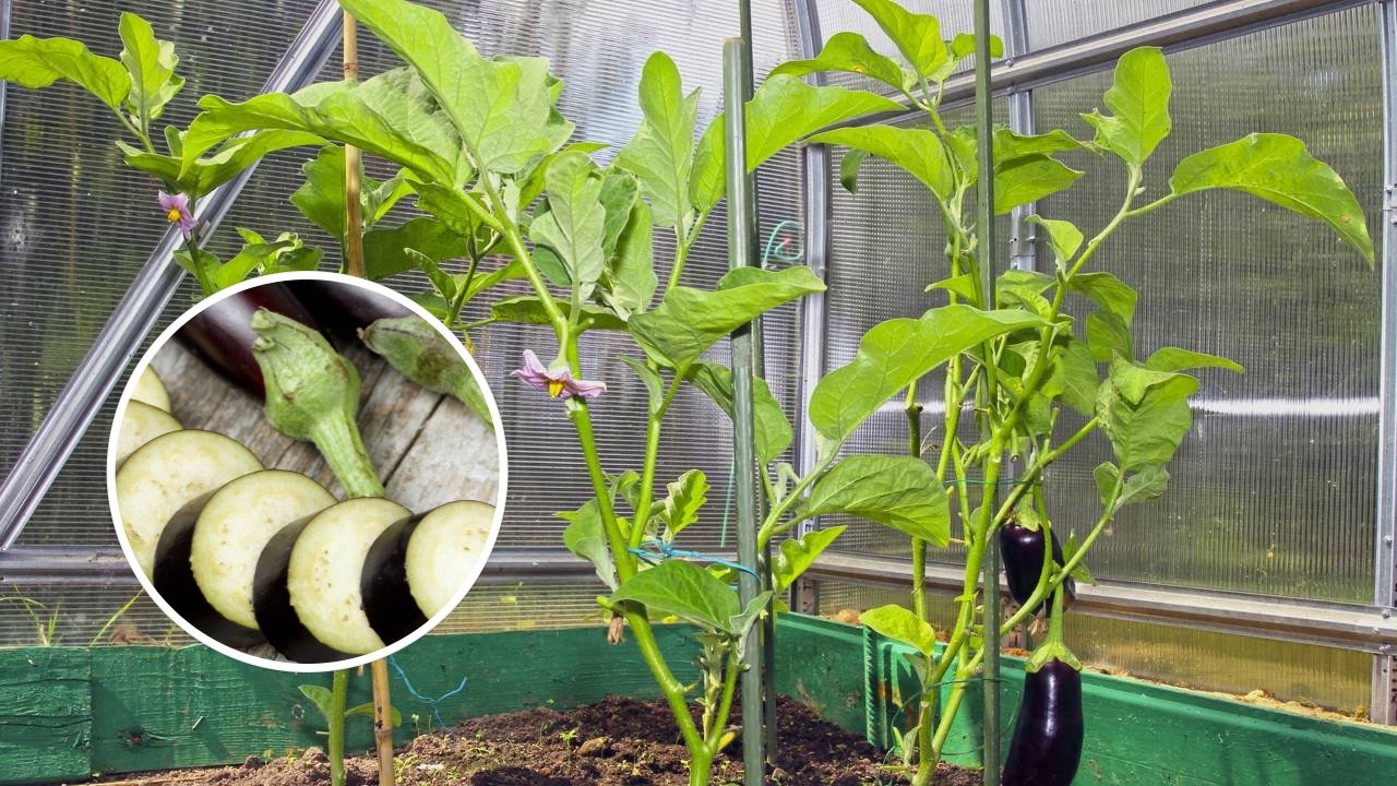 Berinjela Japonesa em Vaso: Guia Completo para Cultivo Urbano