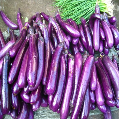 Como Identificar e Tratar as Pragas Mais Comuns da Berinjela Japonesa