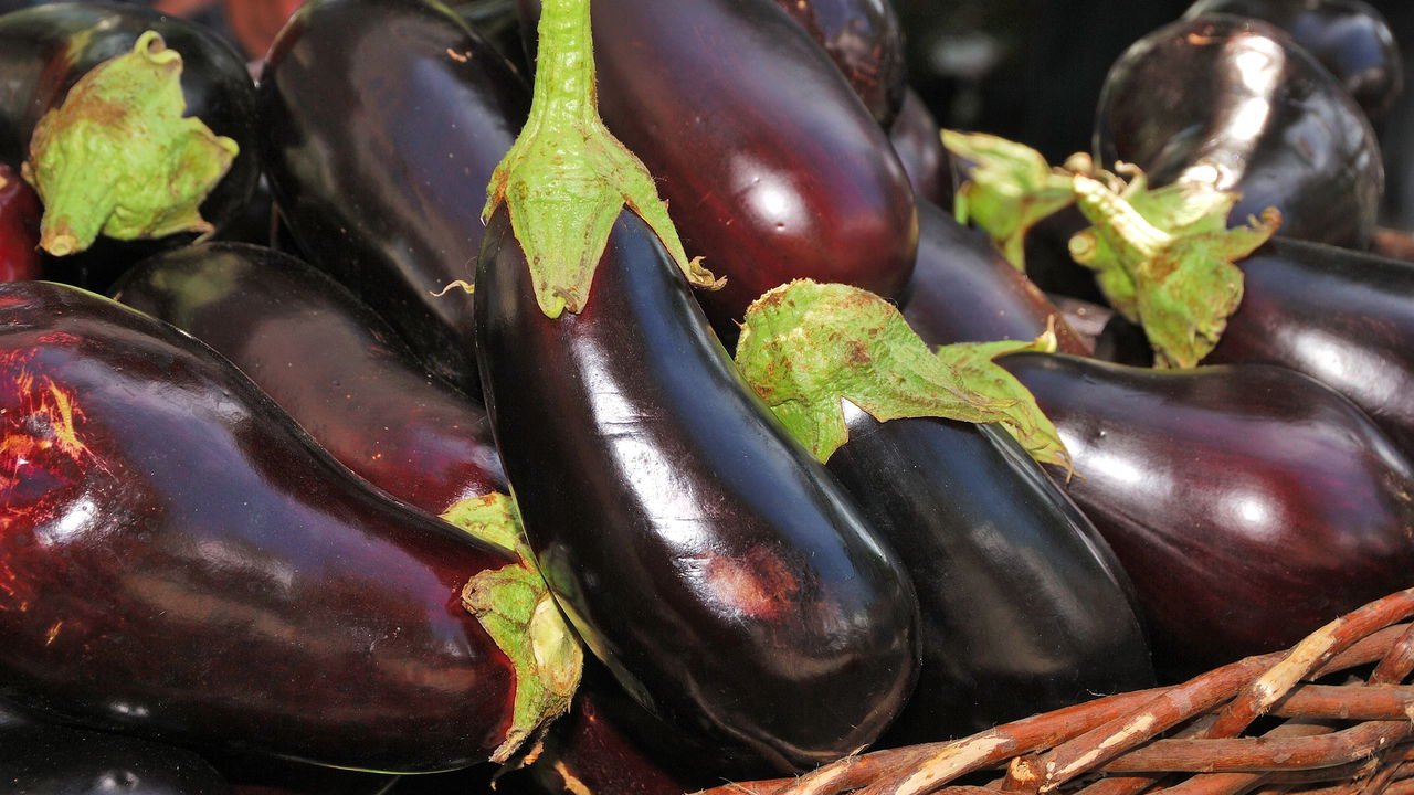 A Importância do Solo Rico em Nutrientes para a Berinjela Japonesa