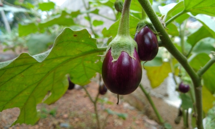 5 Dicas Essenciais para o Sucesso no Plantio de Berinjela Japonesa