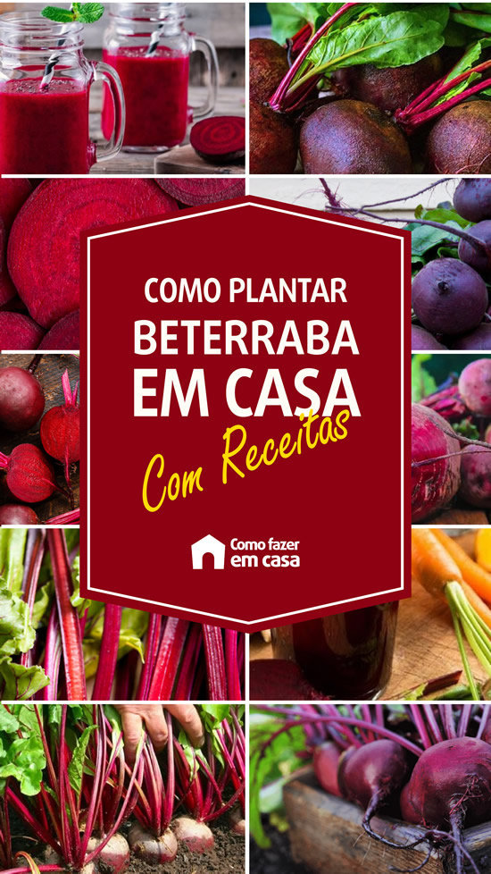 como plantar beterraba