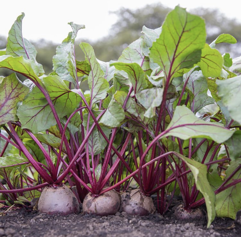plantar beterraba em vaso vs canteiro qual o melhor