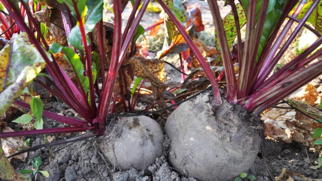 Como Tratar Pragas na Beterraba de Vaso