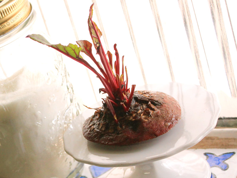 Melhores Épocas para Plantar Beterraba