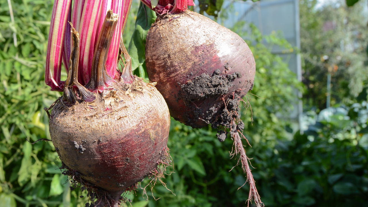 como plantar beterraba em vaso