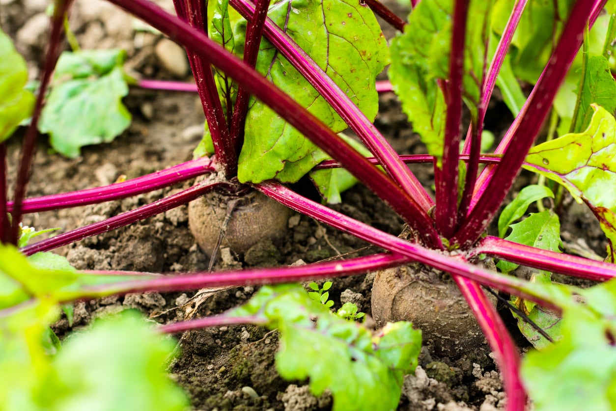 Receitas com Folhas de Beterraba