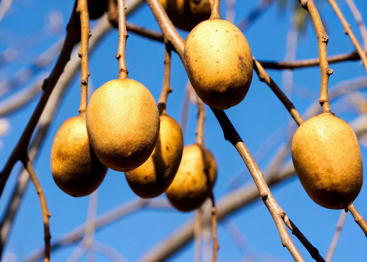 Como escolher a melhor muda de cajá manga