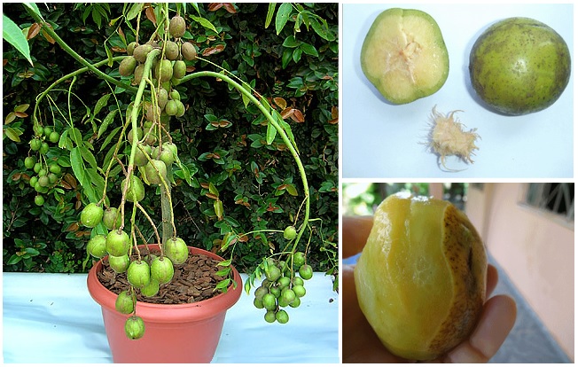 Poda de formação do cajá manga: dicas essenciais