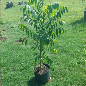 Cajá manga em vaso: tudo o que você precisa saber