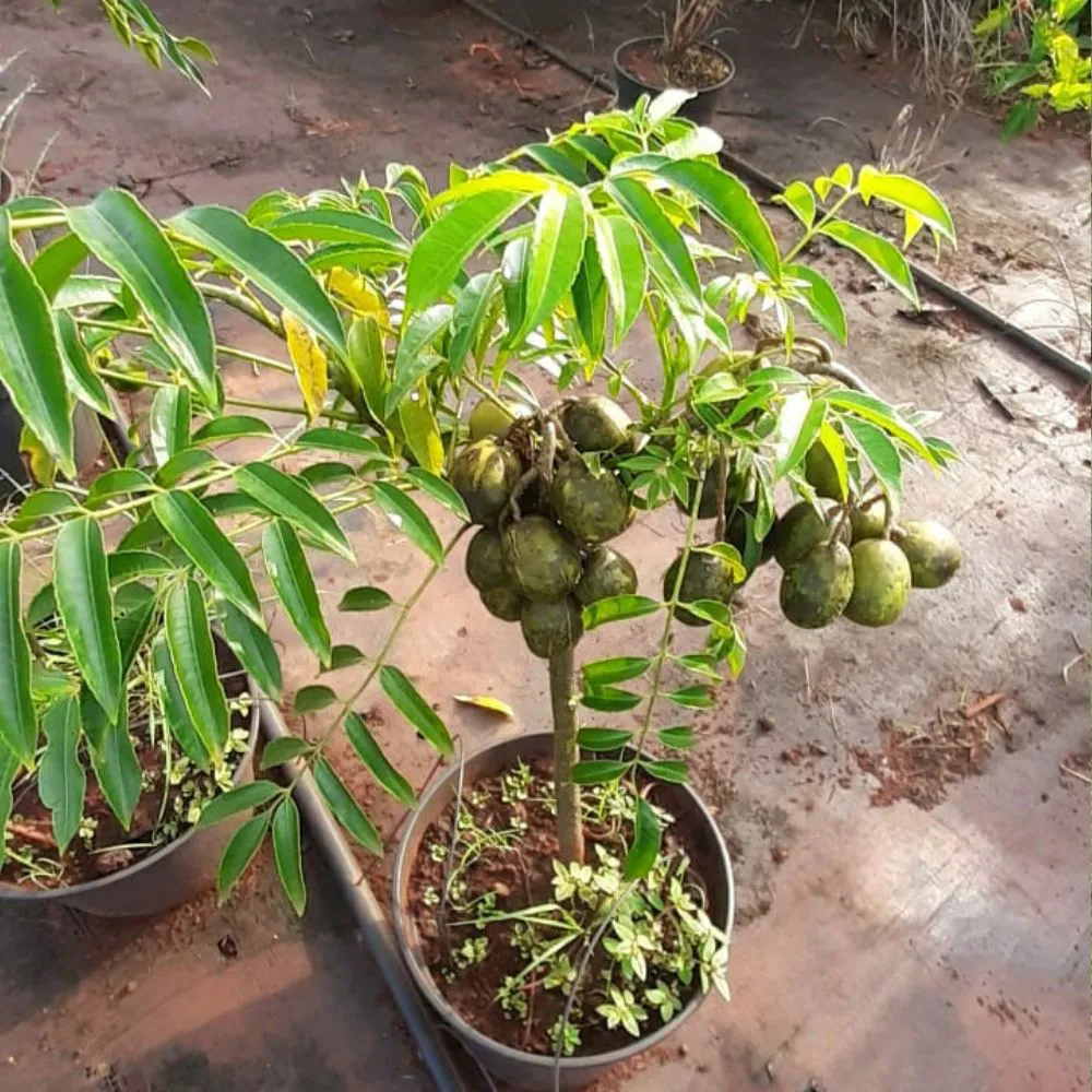 Soluções para pragas e doenças no cajá manga