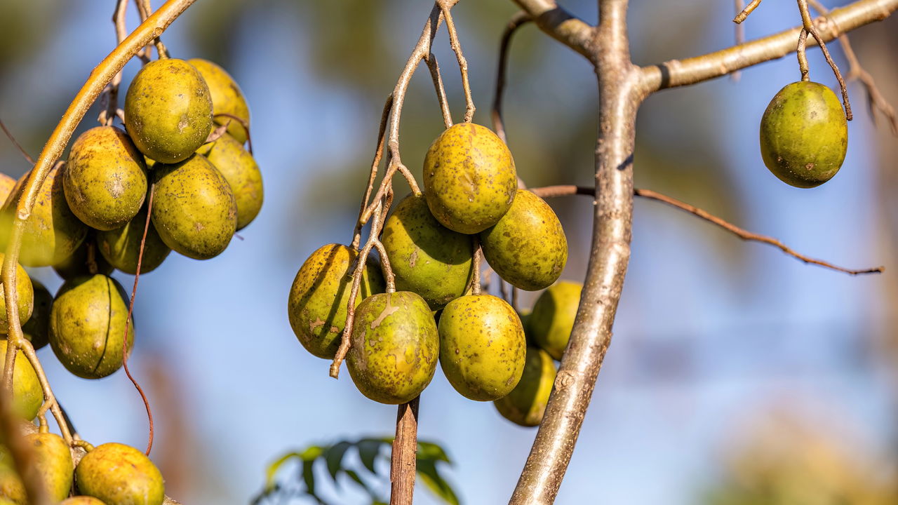 como plantar cajá manga