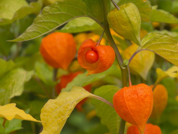 como plantar camapú