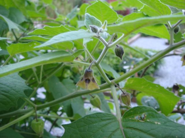 Receitas Deliciosas com Physalis para o Dia a Dia