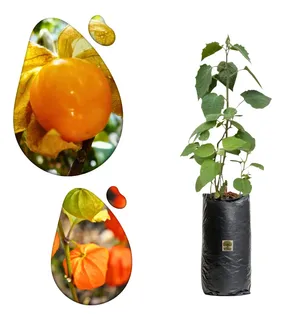 Como Identificar e Combater Pragas Comuns no Cultivo de Camapu