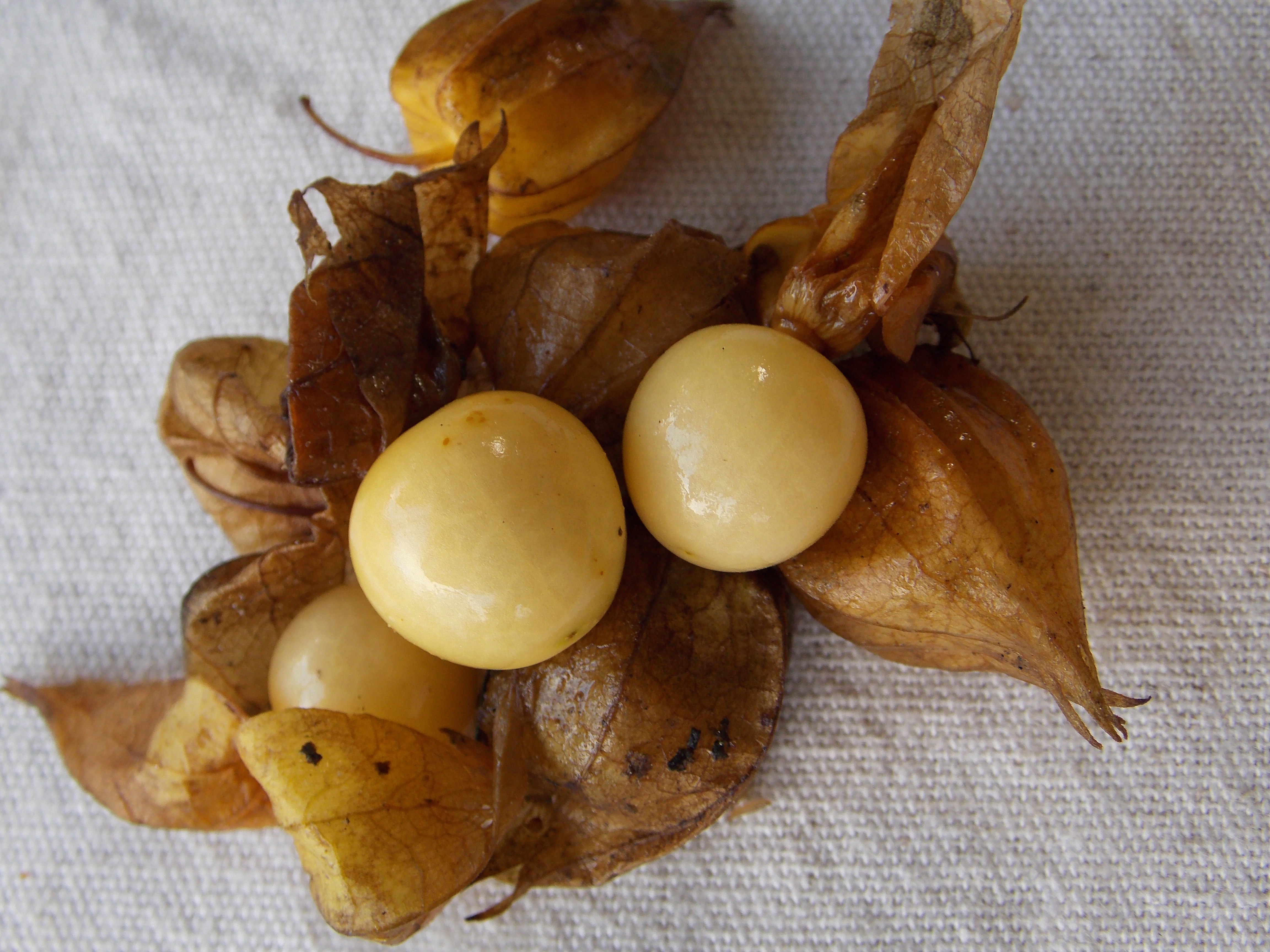 Physalis vs. Camapu: Entenda as Diferenças e Semelhanças