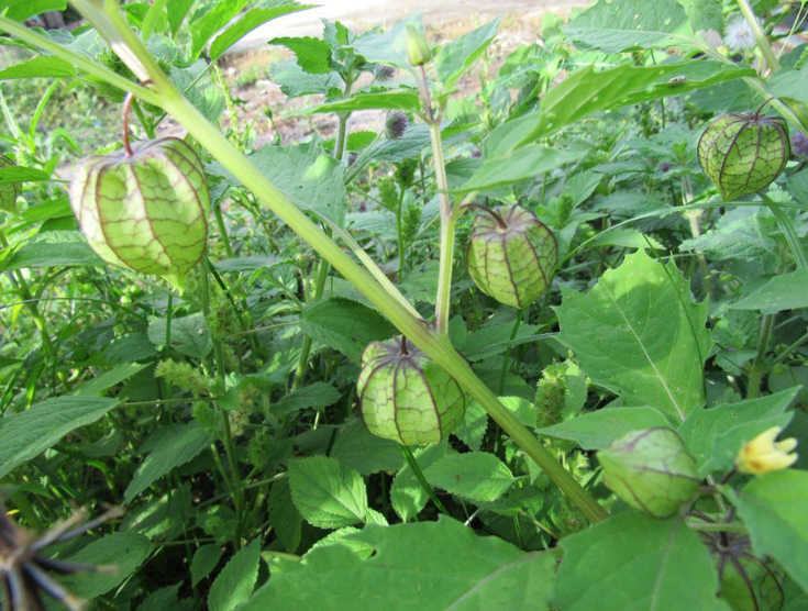 5 Benefícios Surpreendentes do Camapu para a Saúde