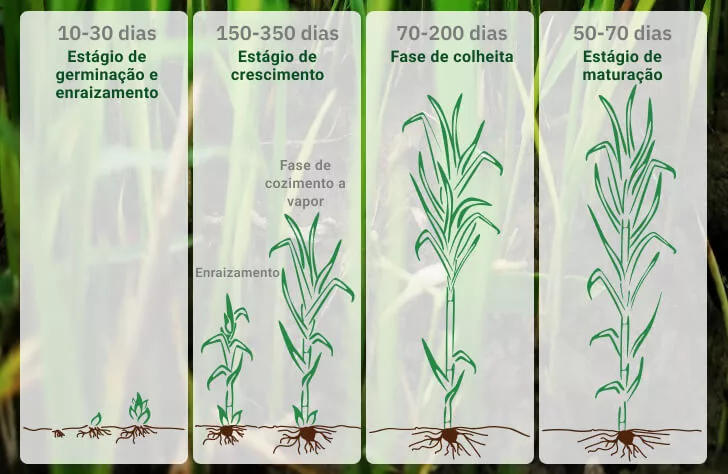 como plantar cana de açúcar