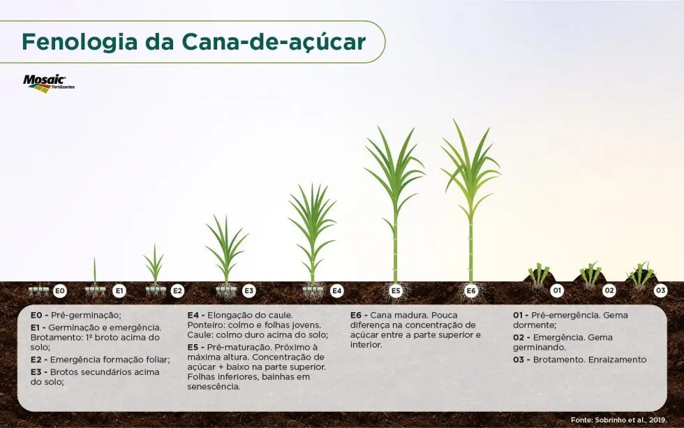 Benefícios da Cana-de-Açúcar para a Saúde