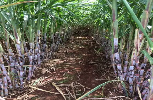 Receitas Criativas com Caldo de Cana Fresco