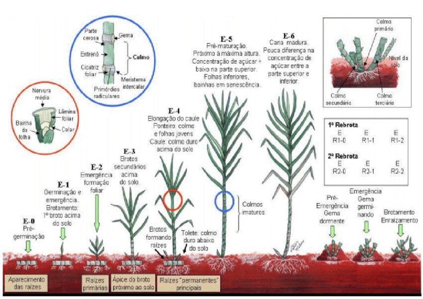 Guia Completo de Adubação para Cana-de-Açúcar