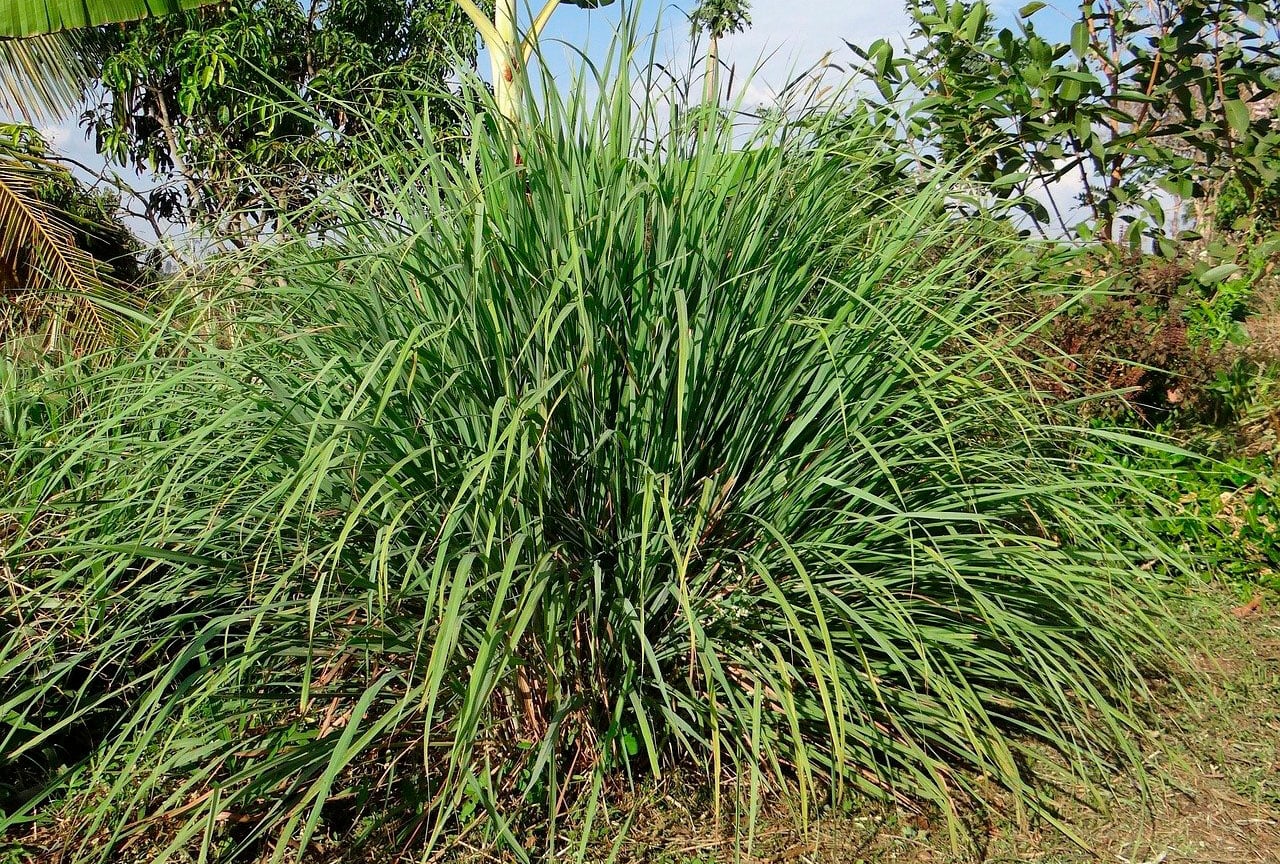 10 Usos Incríveis do Capim-Limão Além do Chá