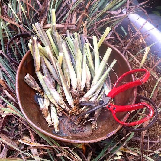 como plantar capim limão