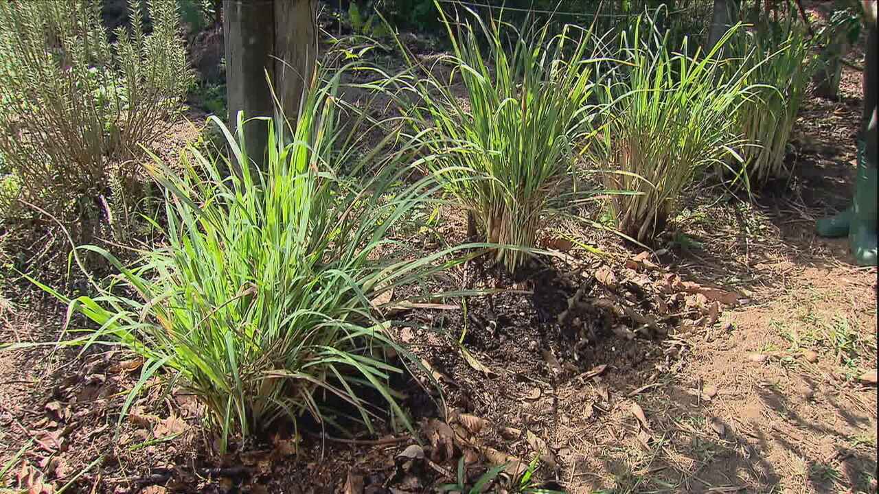 Como Fazer Repelente Natural de Capim-Limão Caseiro