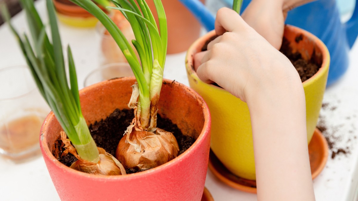 como plantar cebola de cabeça