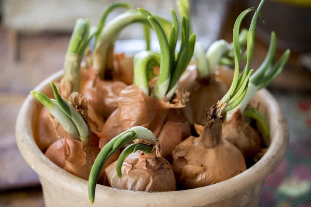 Como plantar cebola em vaso