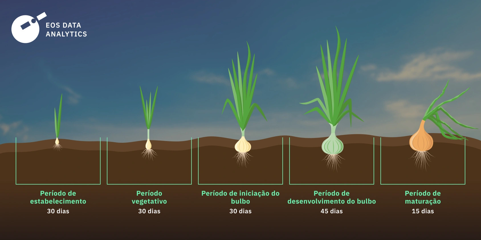 Guia completo para o plantio de cebola orgânica