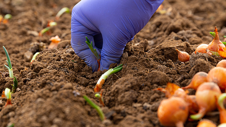 Os melhores tipos de cebola para cultivar em casa