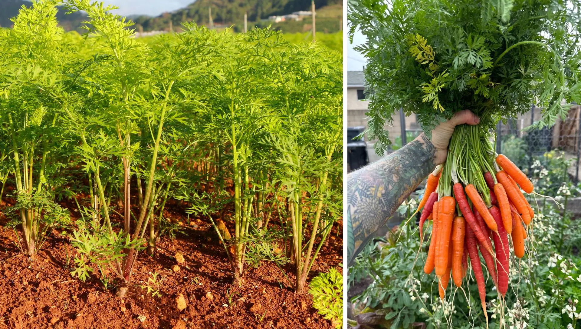 Receitas criativas com cenouras coloridas