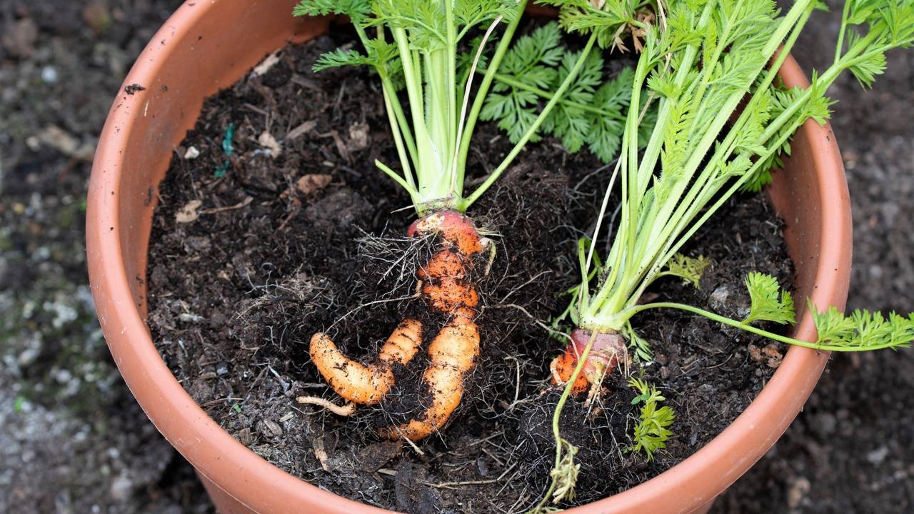 Melhores vasos para plantar cenouras