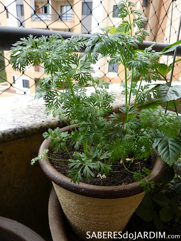 Como resolver problemas comuns no cultivo de cenouras em vaso