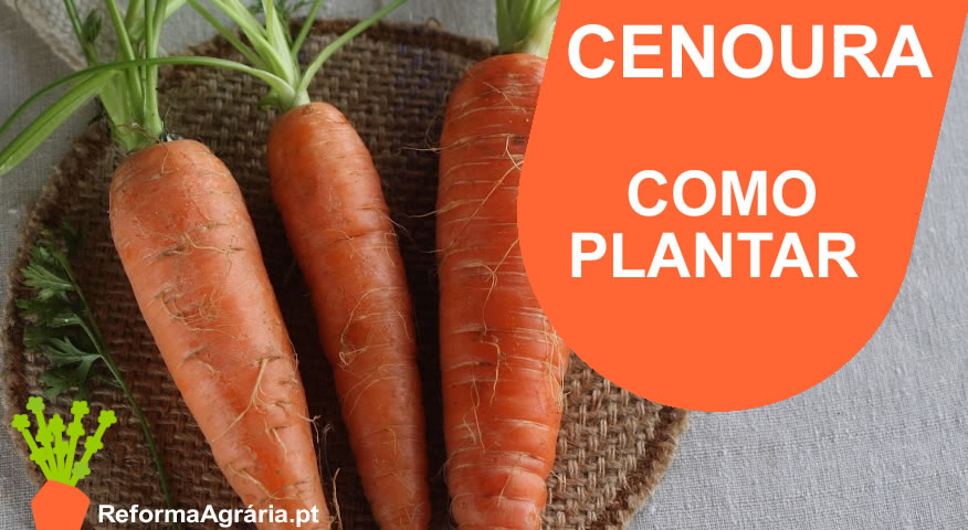 Variedades de cenoura ideais para cultivo em recipientes