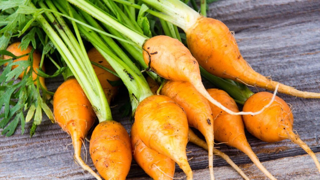 Técnicas de raleio para cenouras em vaso